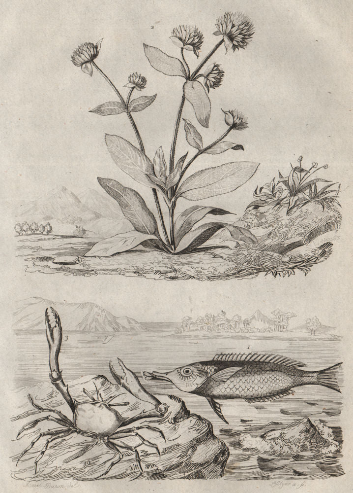 Green birdmouth wrasse. Globe Amaranth. Goneplax rhomboides (angular crab) 1834